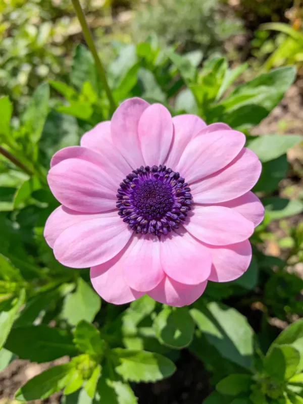 洋牡丹花朵拥有淡粉色花瓣和密集的紫色花心,花瓣呈现出柔软的质感。