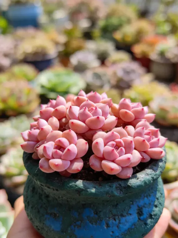 粉红莲花掌生长在绿色陶盆中，叶片呈粉红色且排列成莲座状，表面有细腻光泽。