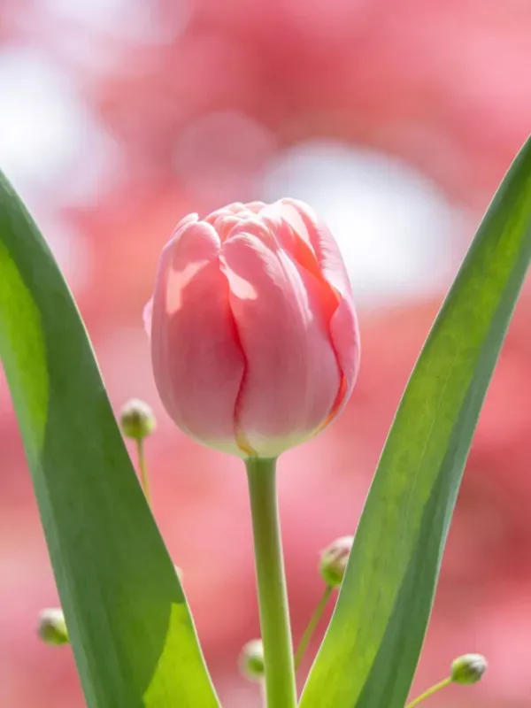 郁金香花苞与绿叶特写