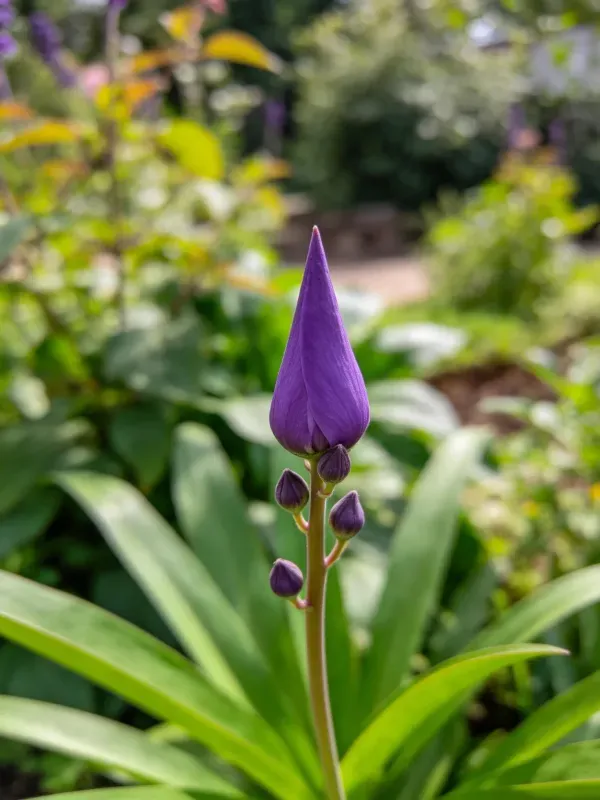 露天花园中的翠雀花蕾特写镜头