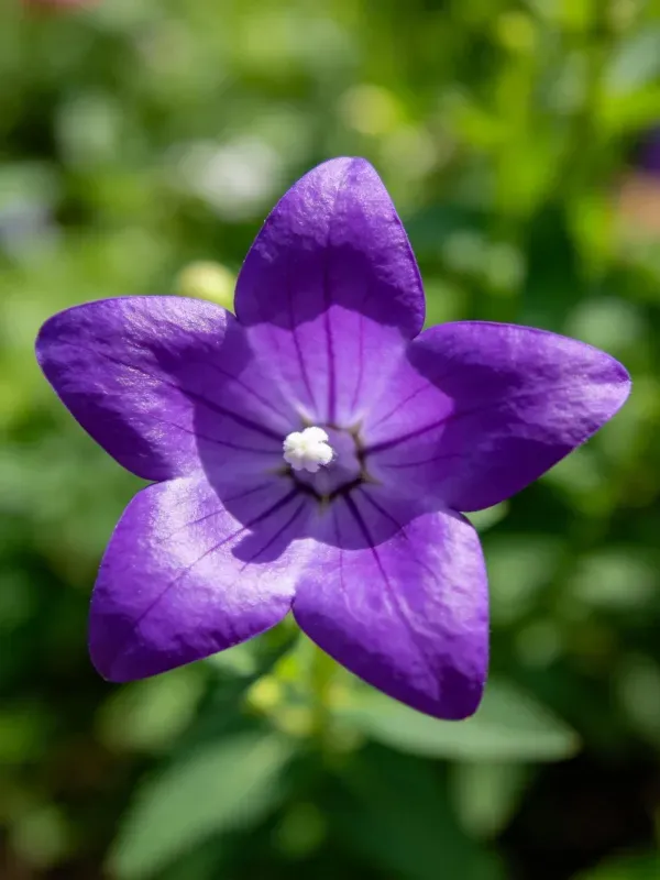 紫色的桔梗花朵呈星形五瓣,花瓣表面有蜡质质感,中心可见明显的花蕊结构。