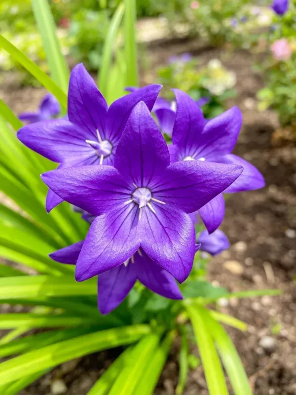 星形桔梗的花朵呈五角星形状,紫色花瓣表面光滑,中心可见淡色花蕊结构。