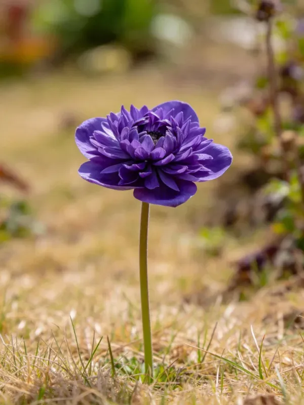 紫色银莲花在草地上的特写镜头