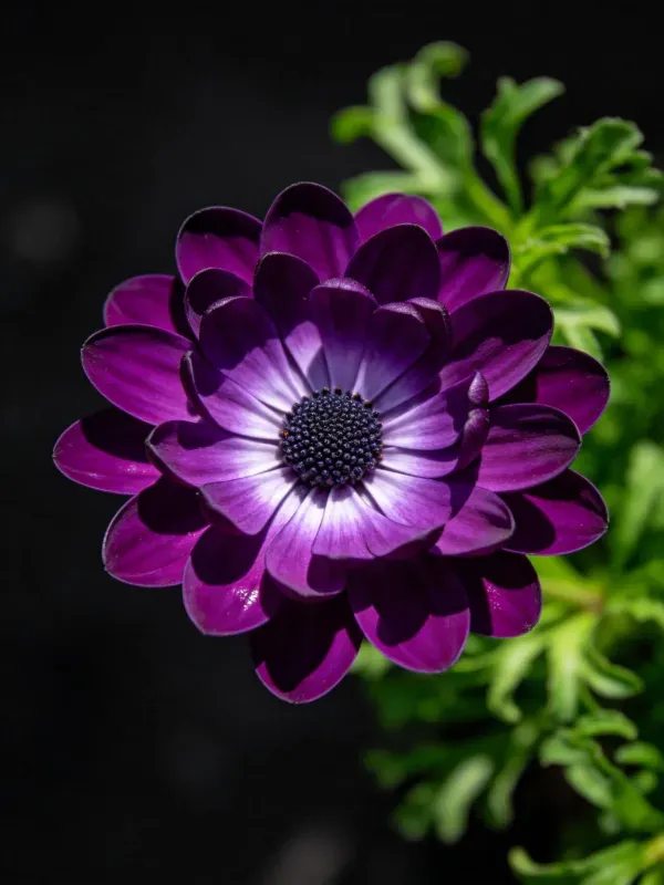 非洲万寿菊花瓣特写图