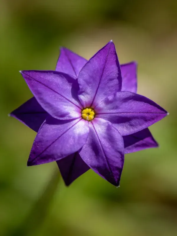 紫色星形花特写镜头,显示其星形紫色花瓣与黄色花蕊细节。