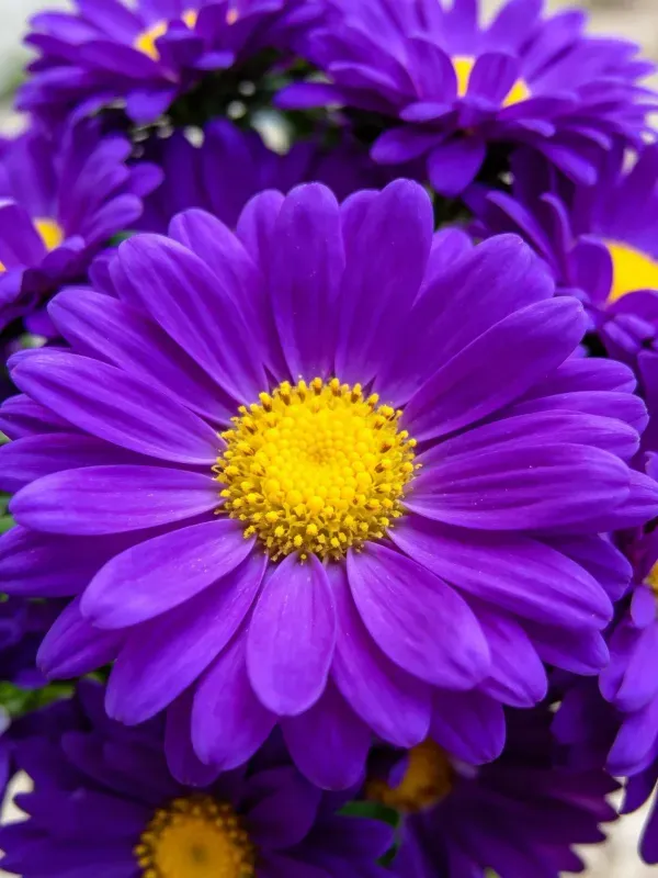 紫花紫菀花的特写镜头