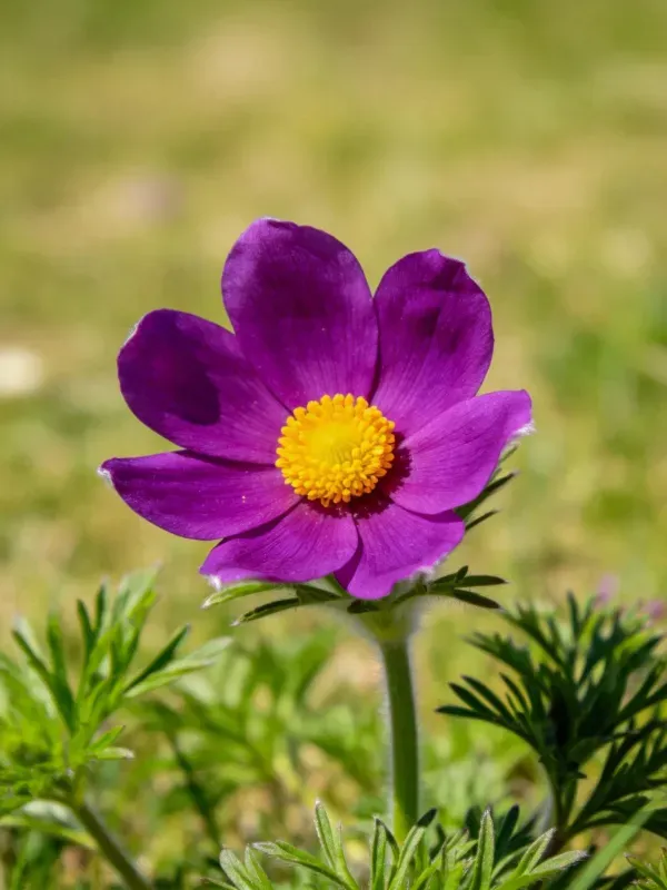 这朵白头翁花有着深紫色的花瓣和明亮的黄色花蕊,花瓣表面有细微纹理,生长在环境里。