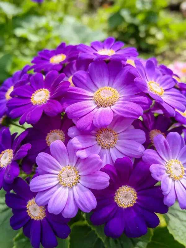 紫雏菊群体呈现出深浅不同的紫色花瓣与明亮黄色花蕊。