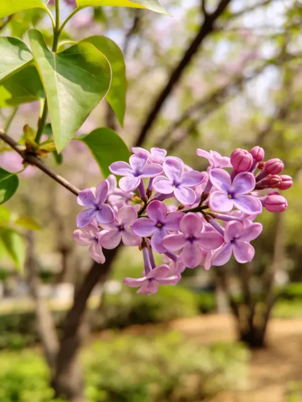丁香花簇近距离特写镜头