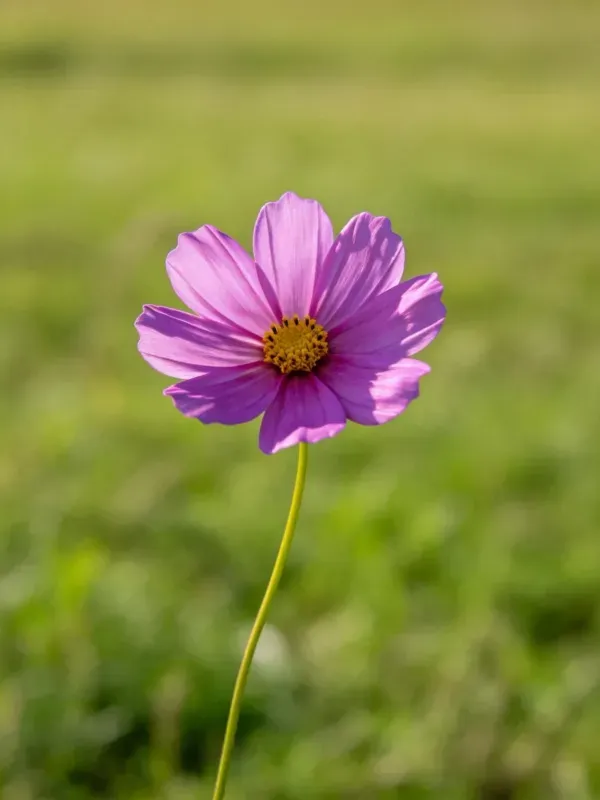 大波斯菊花朵呈现出淡紫色花瓣,中心是黄色的花蕊,花瓣边缘微微卷曲。