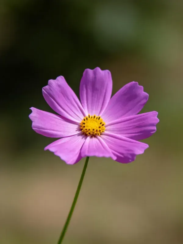 粉色波斯菊的特写瞬间