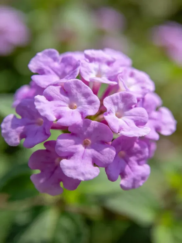 马鞭草花朵呈现淡紫色,花瓣边缘微微卷曲,在光下显得格外清新。