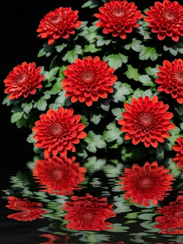 红色菊花与水面倒影特写