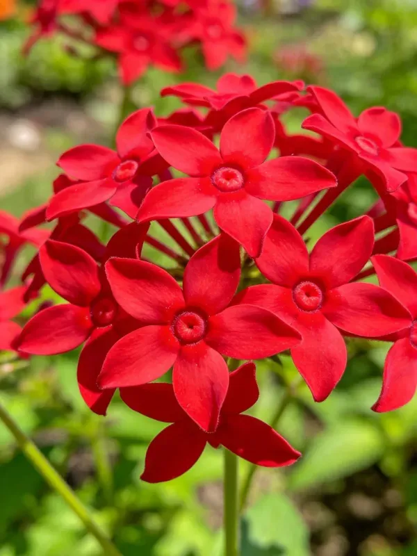 红龙船花绽放,花瓣鲜红,中心呈深红色花蕊,在阳光下显得格外艳丽。