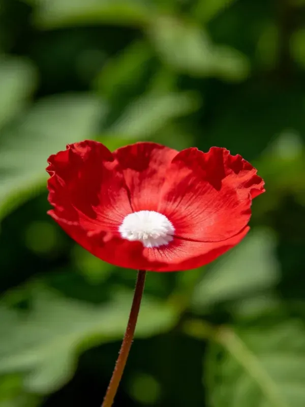 红色虞美人花卉,中心白色花蕊,花瓣边缘呈波浪状,生长于绿色背景环境中。