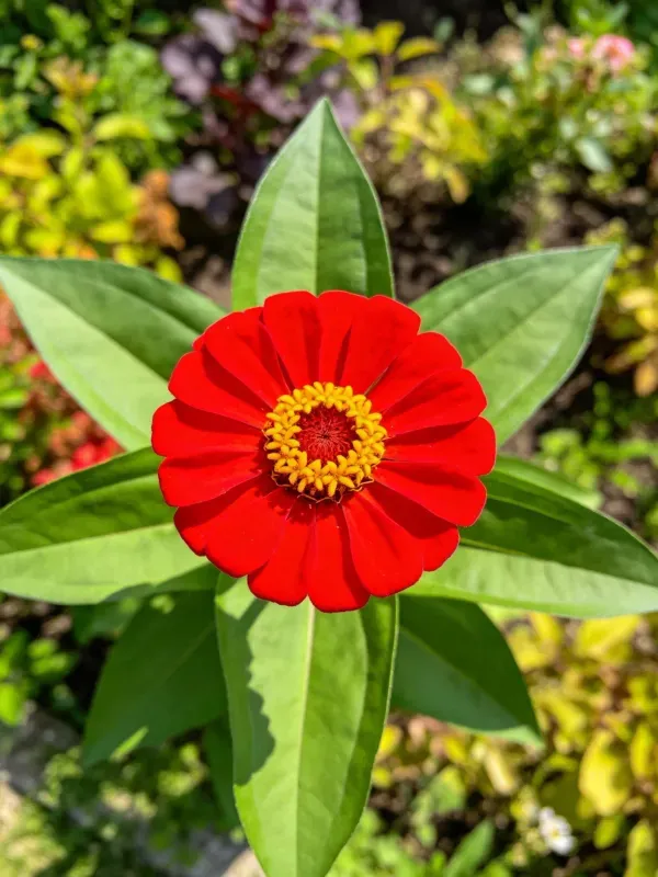 红色百日菊花朵,中心为黄色花蕊,周围环绕绿色叶片。