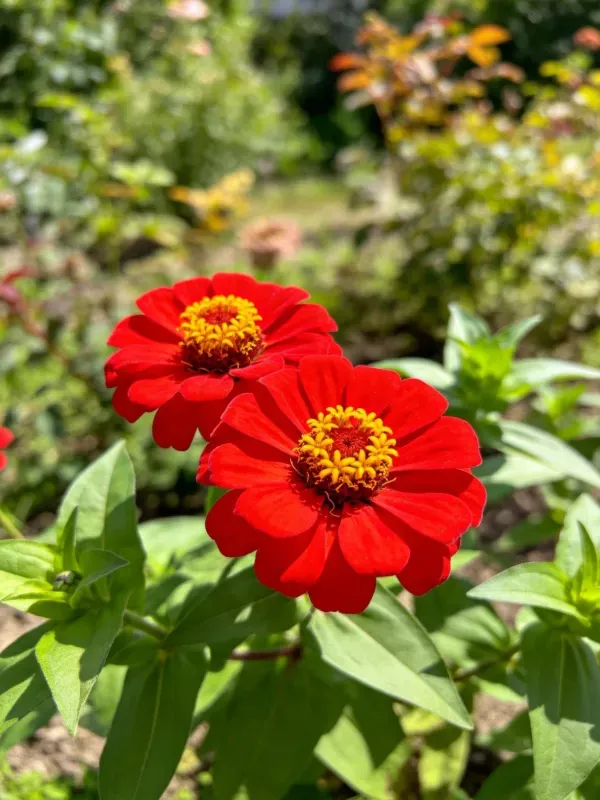 露天花园中两朵红色百日草,花瓣饱满呈深红色,黄色花蕊清晰可见,背景为绿色植被。