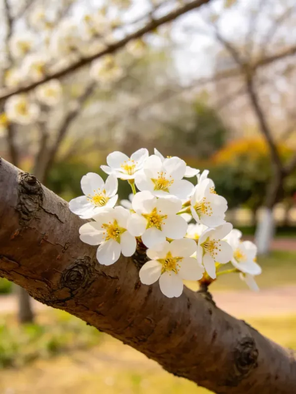 春日公园里的李花特写场景
