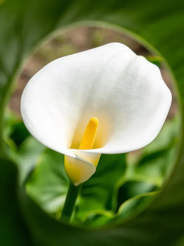 马蹄莲花朵的特写镜头显示其白色花瓣和黄色花蕊,花瓣表面光滑细腻。
