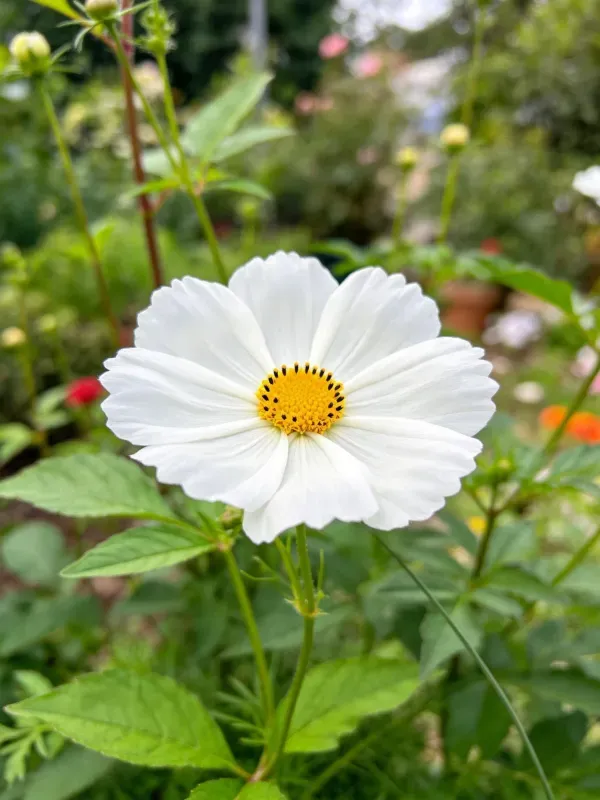 露天花园中的白色大波斯菊特写