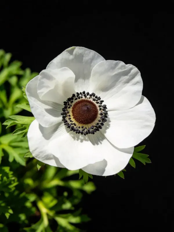 白色风信子花,花瓣洁白,花心呈深褐色并带有黑色花蕊结构,周围环绕绿色叶片。