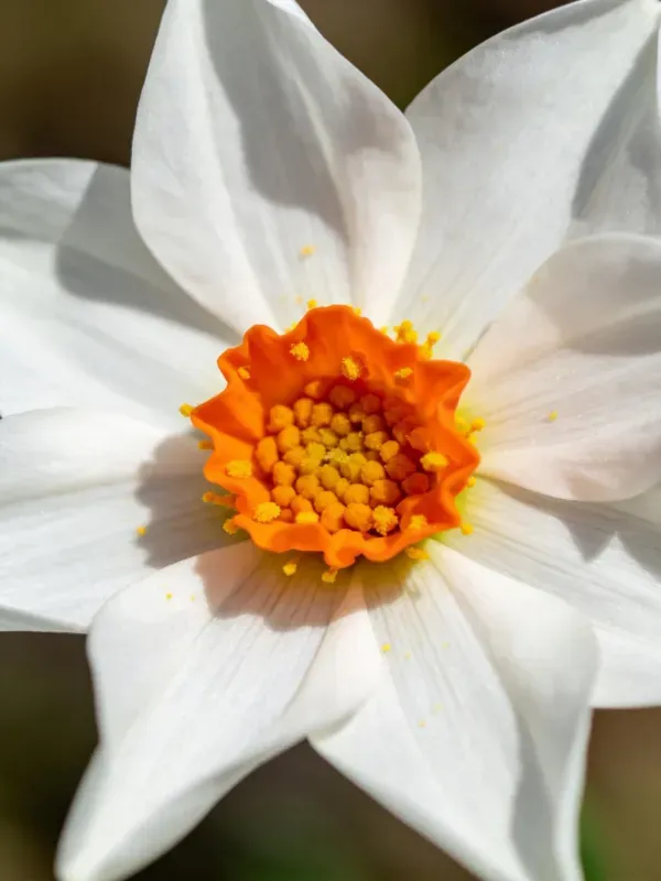 喇叭形橙色花心的白花瓣水仙花特写