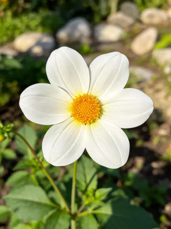 花园中白色大丽花,花瓣宽大舒展,中心黄色花盘清晰可见,生长在环境里。