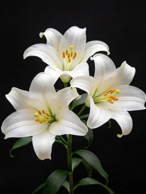 百合花的花瓣洁白柔软,花蕊呈金黄色,花丝细长,花药橙黄色,背景为纯黑色。