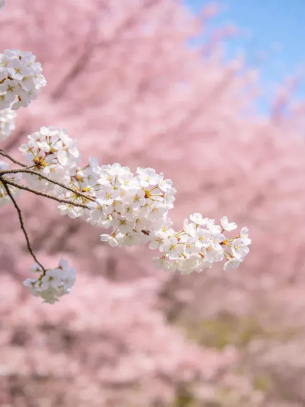 樱花特写，洁白花瓣与粉色樱花背景，花瓣边缘卷曲，质感细腻。