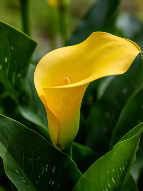 黄色马蹄莲花瓣饱满，花蕊清晰，周围环绕着带有纹理的绿色叶片。