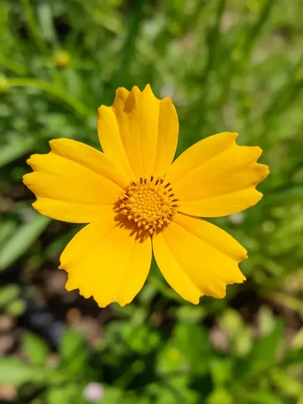 黄色金鸡菊的花瓣边缘呈波浪状，中心为密集的棕色花盘结构。