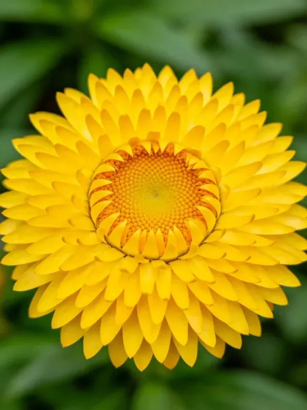 金盏花有着明亮的黄色花瓣,中心呈暖橙色,花瓣表面光滑有光泽。
