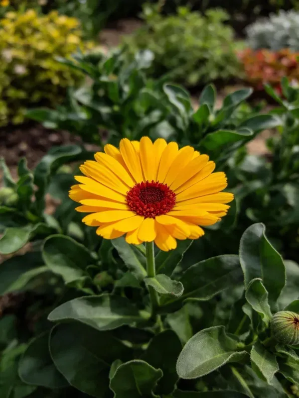 西方蜜蜂访问的橙色金盏花,花瓣呈明亮的橙黄色,中心为深红色花盘。