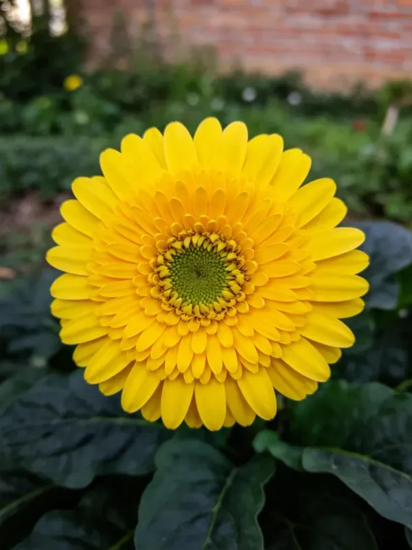 一朵盛开的非洲菊,明黄色花瓣层层展开,中心是绿色花盘和黄色花蕊,花瓣表面光滑有光泽。