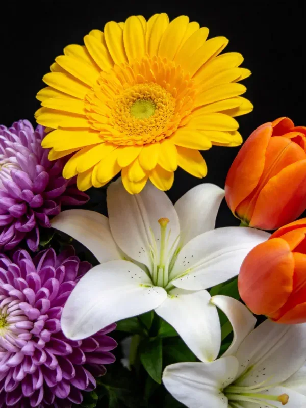 非洲菊与郁金香的鲜花特写画面