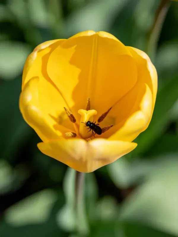 黑色蜜蜂停在黄色郁金香的花蕊处,花瓣呈明亮的黄色且表面光滑。