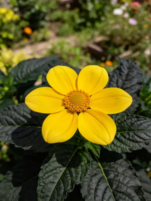 明黄色大丽花,宽大黄色花瓣呈放射状展开,中心花盘纹理清晰可见,生长在深绿色叶片之间。