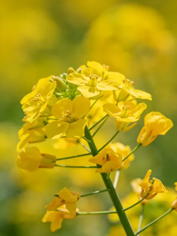西方蜜蜂访食于黄色油菜花场景特