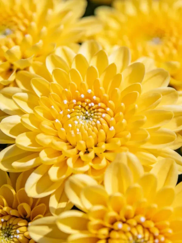 展示的是黄色的菊花，其花瓣呈现出明亮的暖黄色调，花瓣边缘光滑且有清晰的纹理细节。