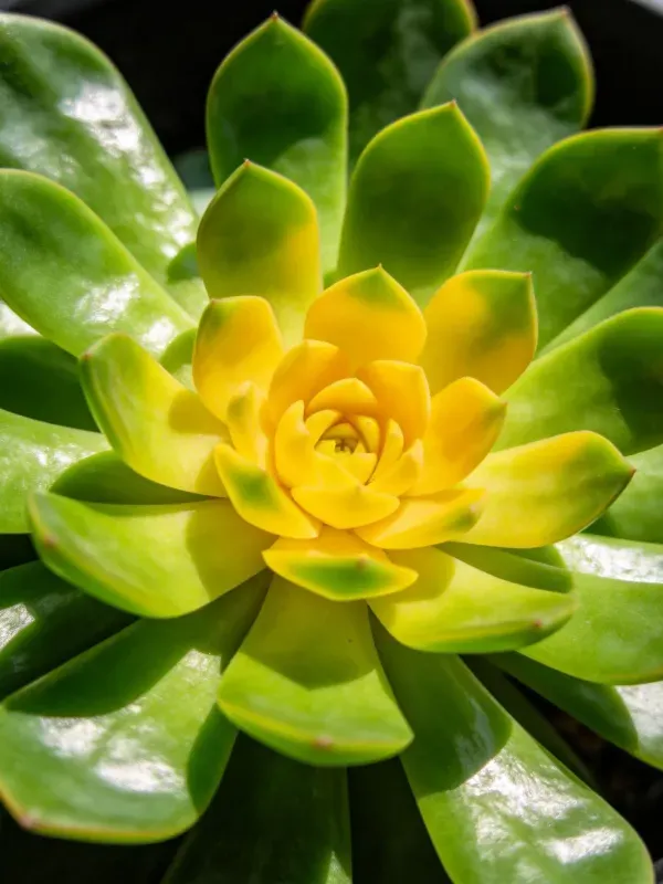 莱花掌叶片呈放射状排列,中心黄色花芽清晰可见,叶面光滑有光泽。