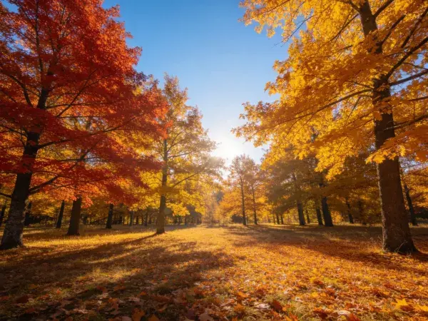 阳光穿透枫树林的秋景