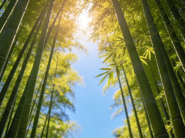 竹林间阳光穿透的景象