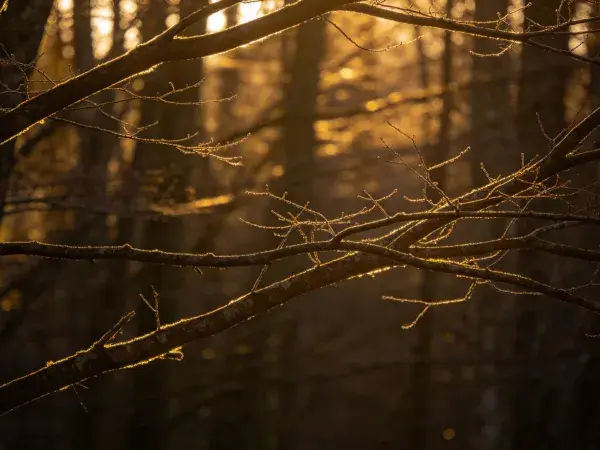 阳光穿透森林枝桠的秋景