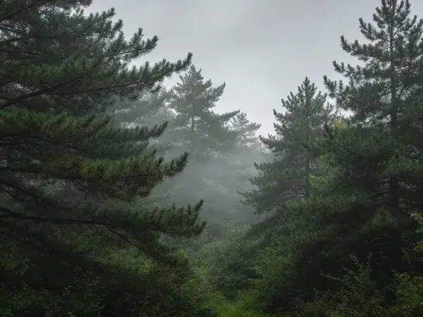 濛濛雾气中的松树林景