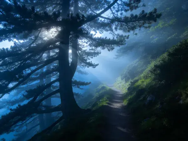 山地松树林步道晨景场景