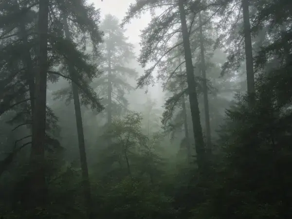 濛濛雾霭中的红杉林景