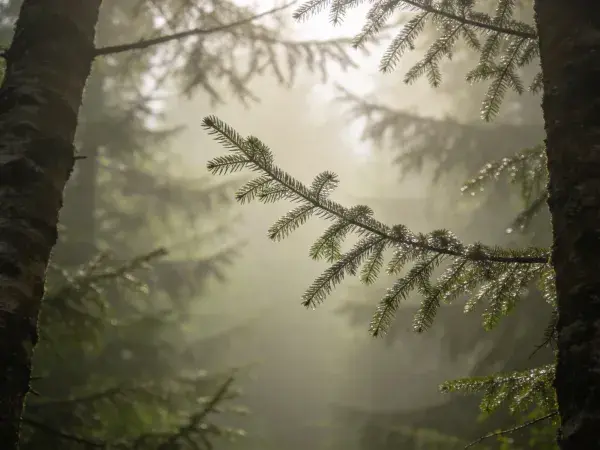 霏霏雾气中云杉枝桠的晨景