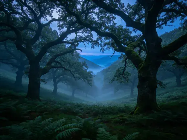 古橡树林晨雾特写场景