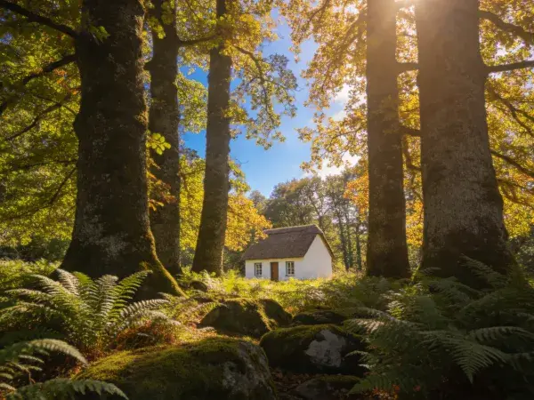 阳光穿透林木的石砌乡村小屋场景