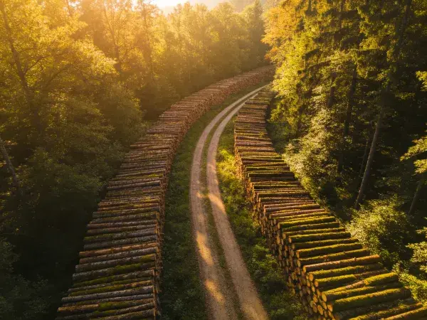 森林边缘的原木堆放场景